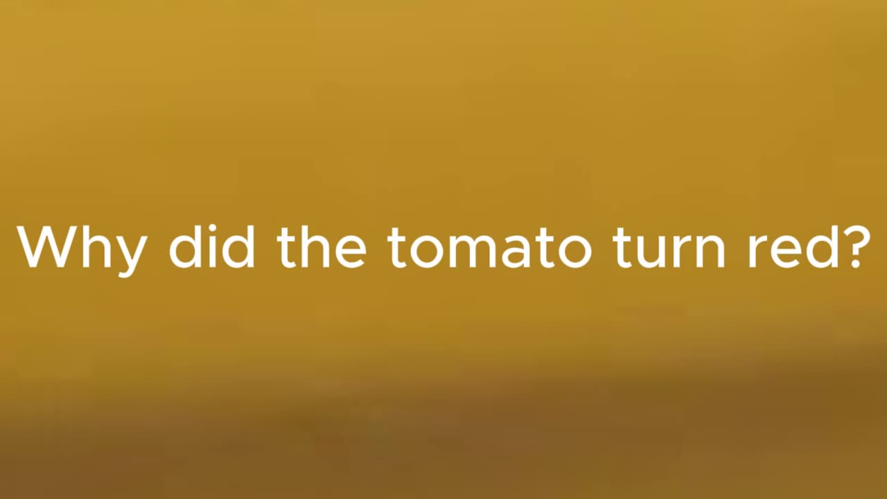 Why did the tomato turn red?