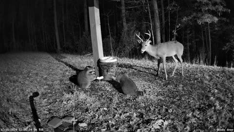 tall frame 6 pointer whitetail buck visits for a snack