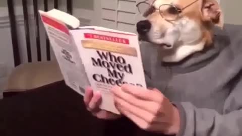 Read the newspaper, dog