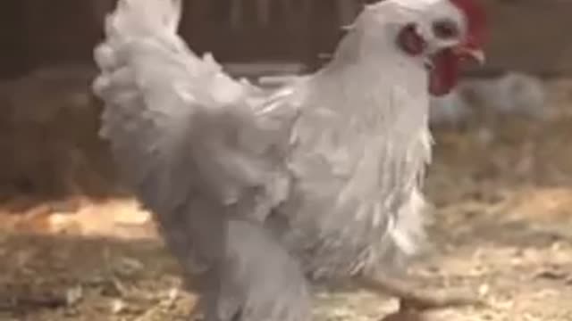 Funny Hen playing with her Egg! Try not to laugh