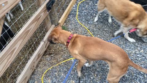 Introducing the Dogs to the Baby Goats 04.2022