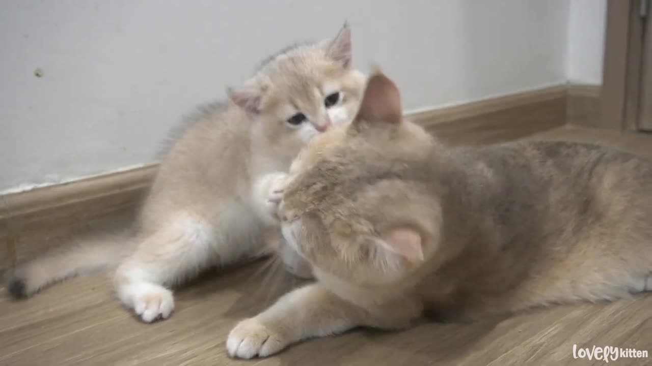 The way a mother cat loves a kitten is the same as that of a human, very intense