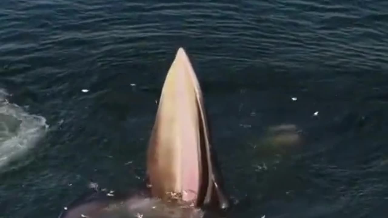 An Eden's Whale trap feeding in the gulf of Thailand.