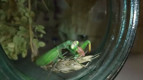 The cat watches as the praying mantis eats meat