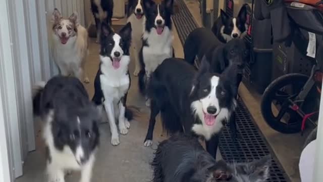 Dogs called by their names