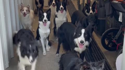 Dogs called by their names