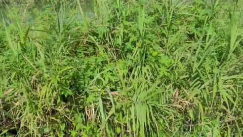 grass field blowing in the wind