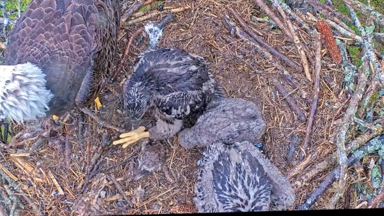 The eagle feeds the child warmly and beautifully
