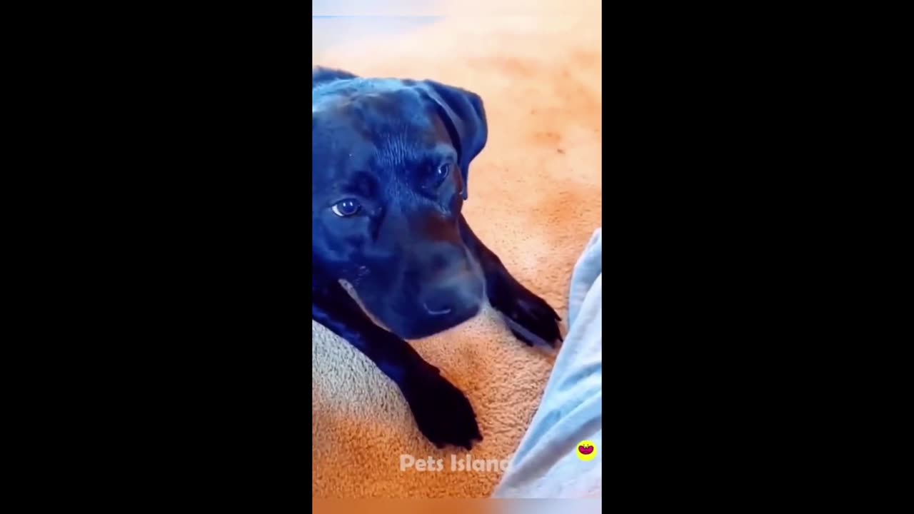 The End Funny Pet 🤣😂😹🐕🐈|Funny animal videos|Funny dog&cat videos|Hilarious pet videos|funny video