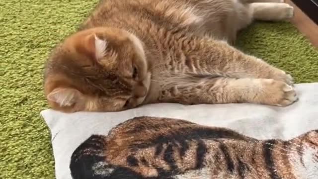 It's My Life- Our Pets 🐶