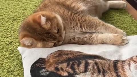 It's My Life- Our Pets 🐶