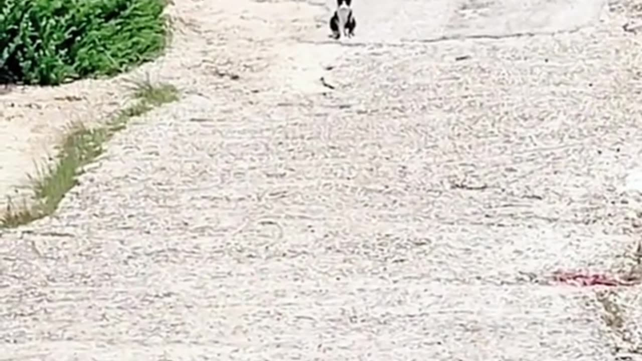 A strong cat teasing a dog is super cool