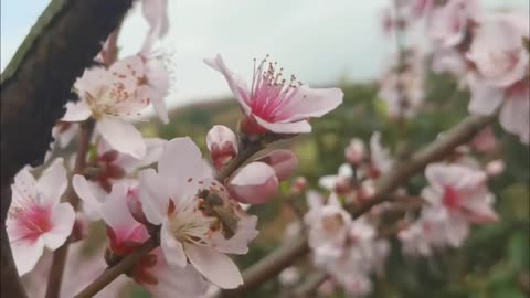 A bee in China