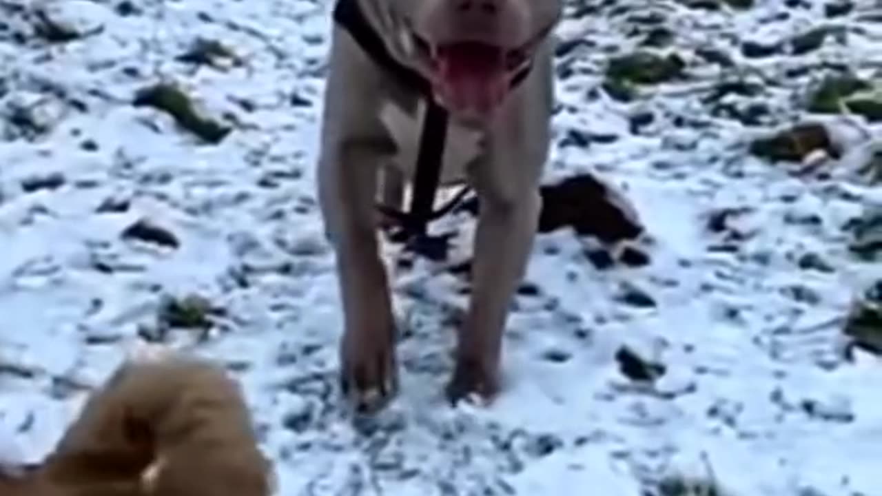 Biggest pitbull in 2023