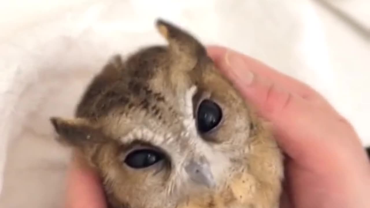 Cute Owl