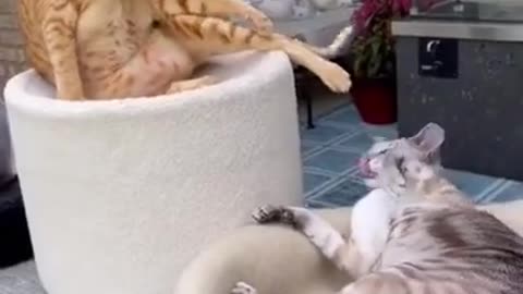 Cats best fighting video 2022 try not to laugh - DAILY 🐶 ANIMALS 😻 SHORTS