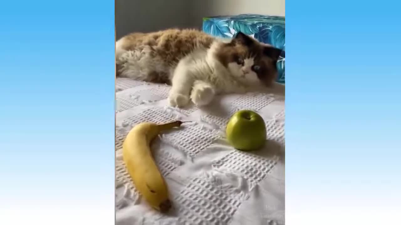 FUNNY & CUTE ANIMALS