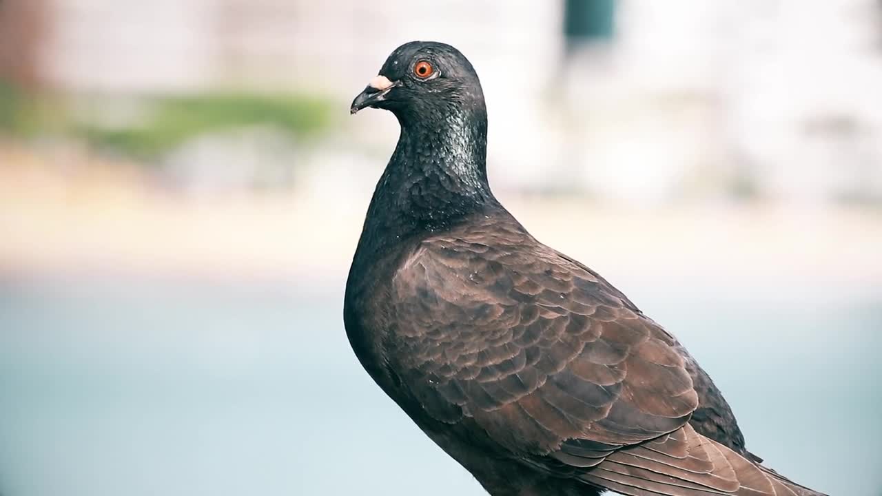 Pigeon Animal Bird Pity Nature Fly Dove Beak