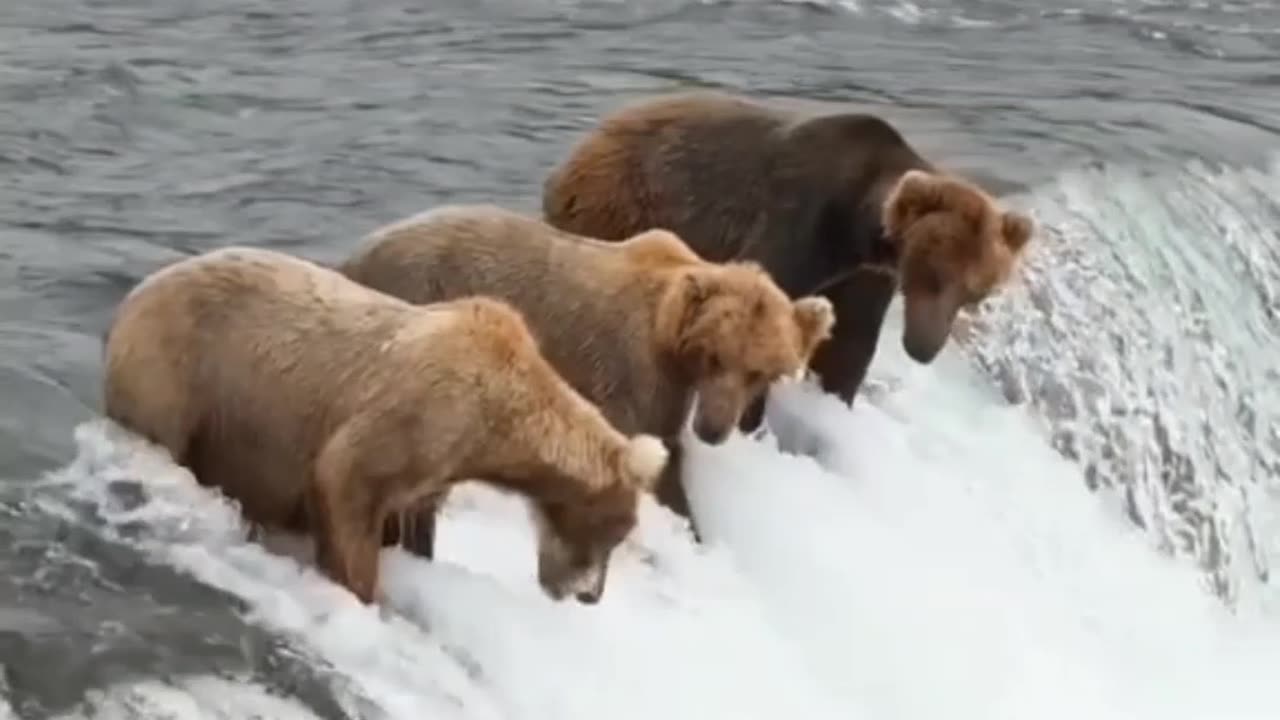 Bear hunting fish in the water