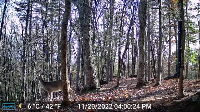 The Woods – 11/21/2022