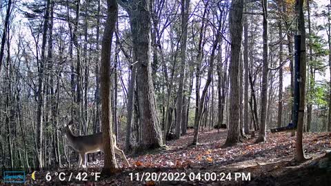The Woods – 11/21/2022