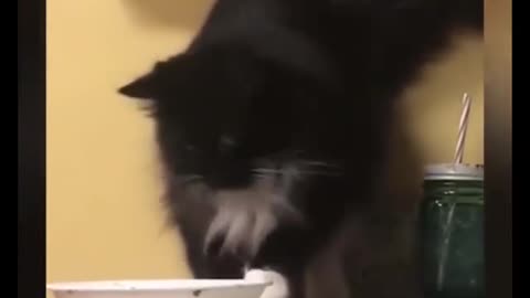 Funny pet 😺🐈🐈 cat🤣🤣🤣