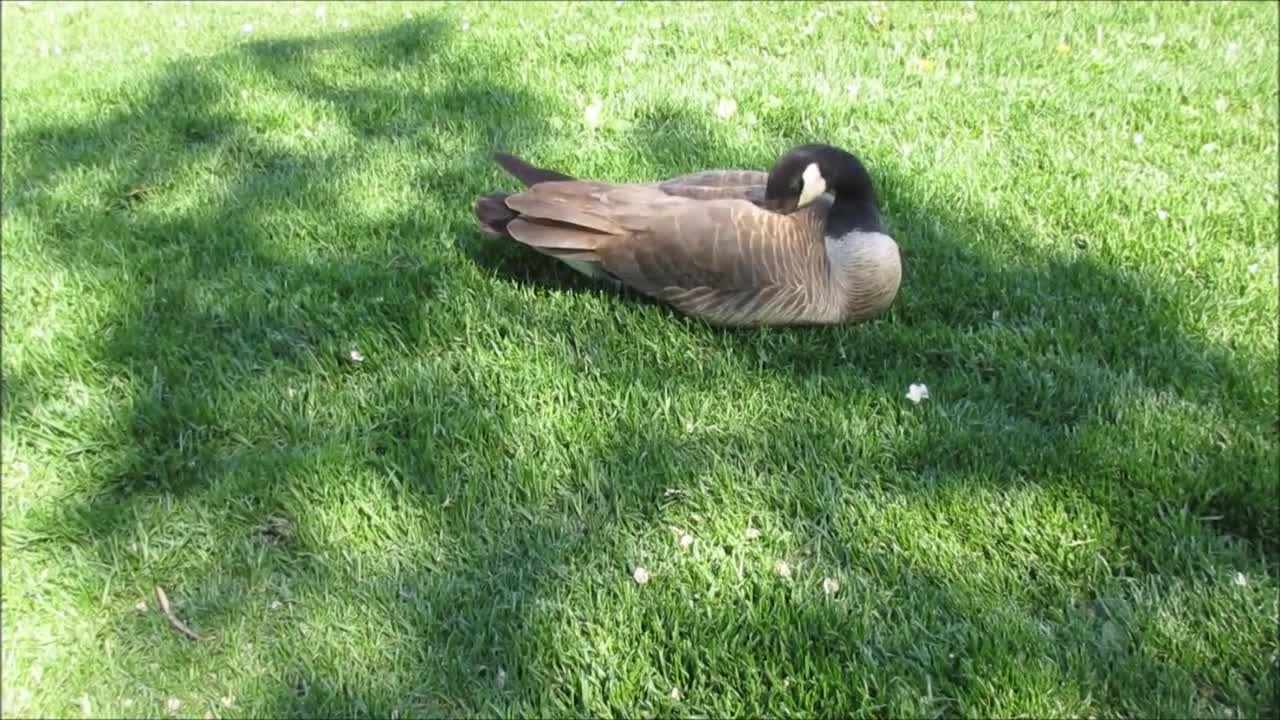 Goose Green Bird Grass Animal Nature