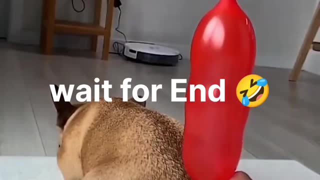 Funny Animals Videos2022 🤣🐶 😻-Funniest Cats And Dogs Video