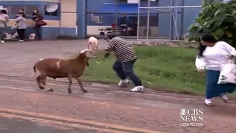 Goat goes on rampage in Brazilian town