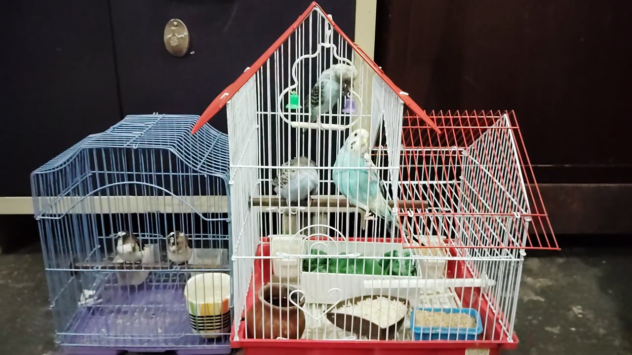 Birds🐦🐤🐥🕊active video