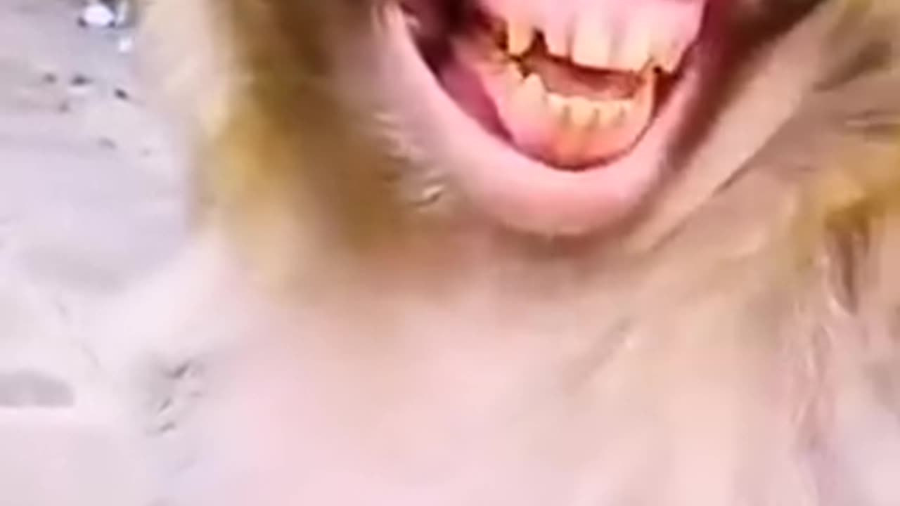 Cute monkey laughing like human being 🤣🤣