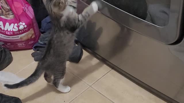 Baby Kittens See A Dryer For The First Time Attacks It