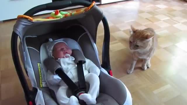 Cat first time meet baby