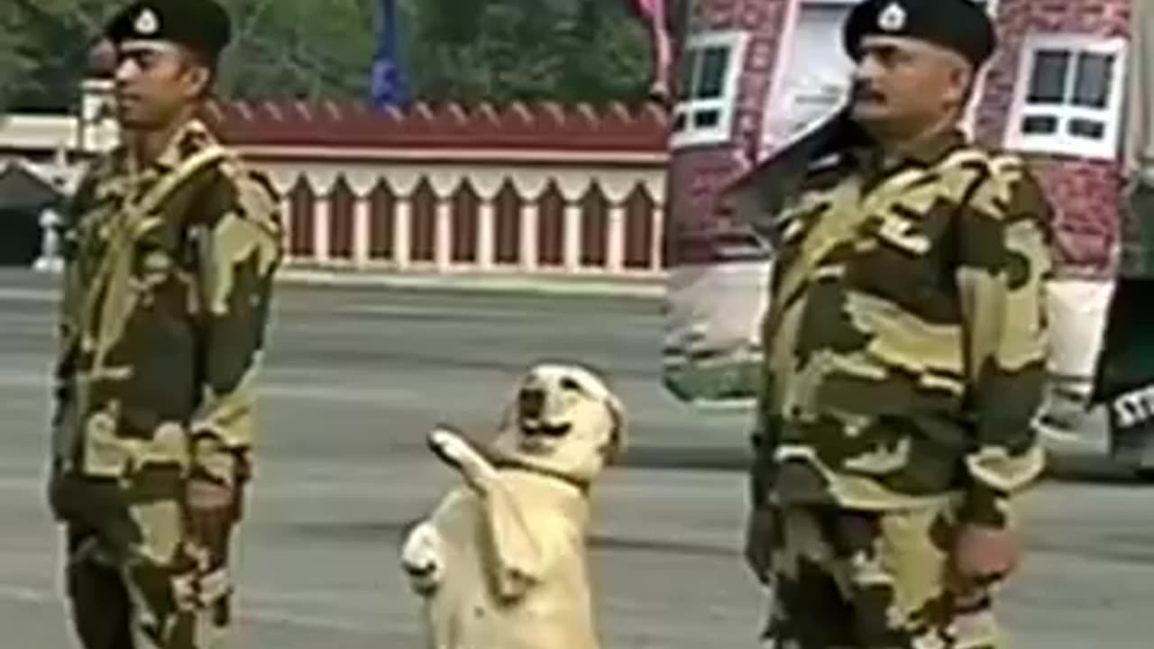 indian army labrador dog training 🇮🇳🔥#shorts #army #viral #trending