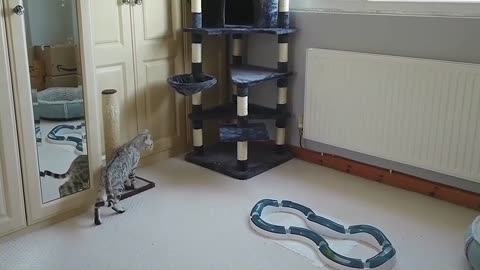 Bengal Kittens React To New Cat Tree