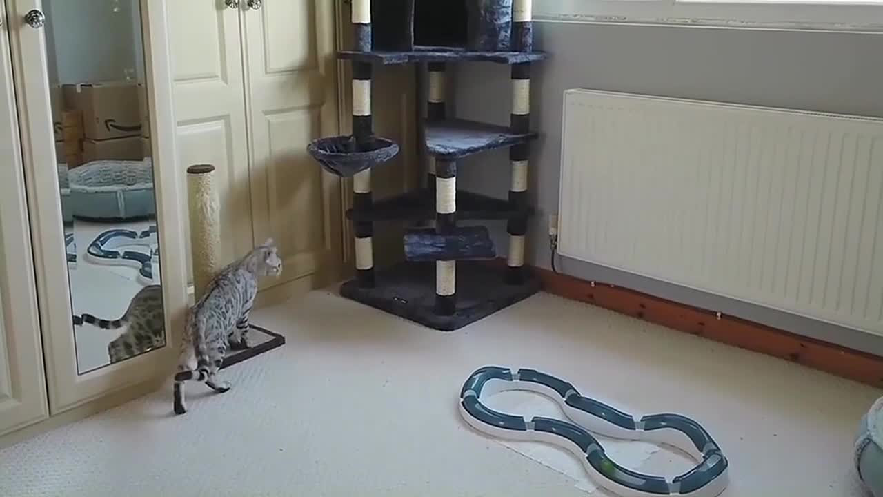 Bengal Kittens React To New Cat Tree