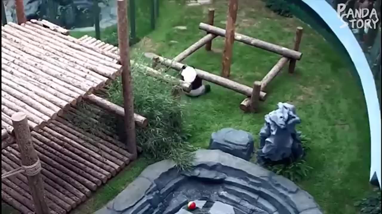 panda funny movement video