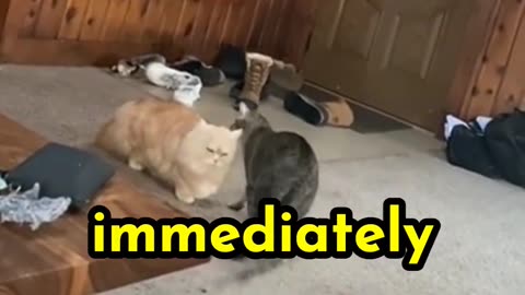 Blind cat searching for friends
