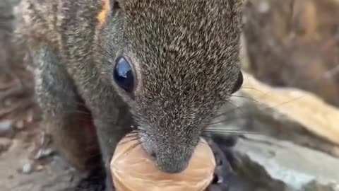 #pet #squirrel #foryou #cute