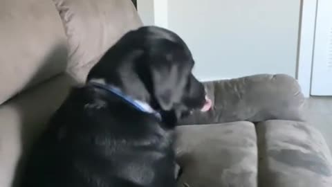 Dog mad