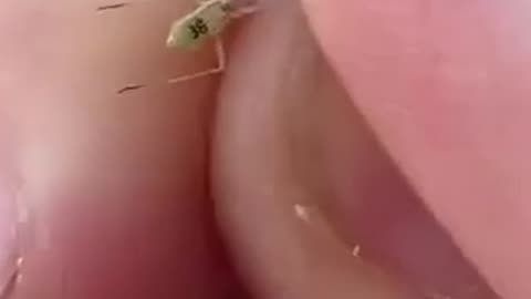 Why do these mosquitoes have numbers stamped on them?