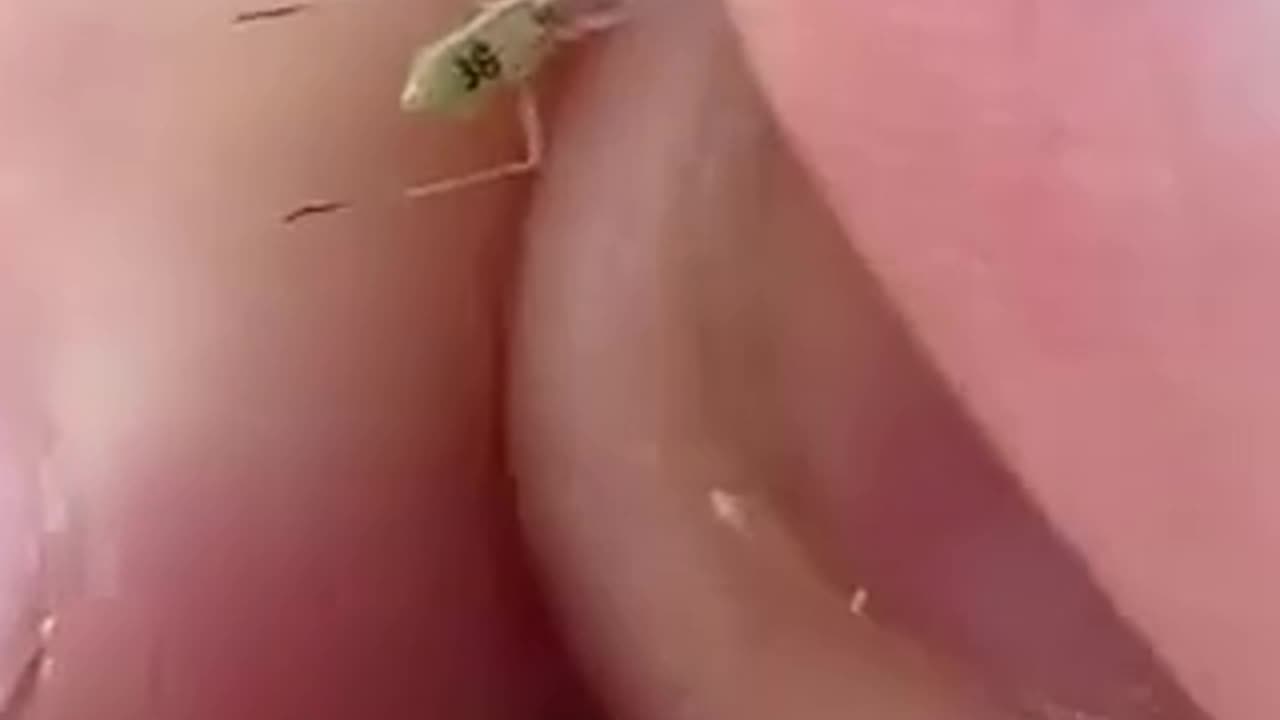 Why do these mosquitoes have numbers stamped on them?