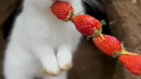 Cute baby animals Videos Compilation cute moment of the animals - Cutest Animals On Earth