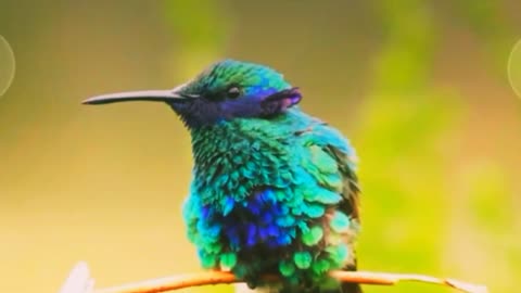 Colorful bird