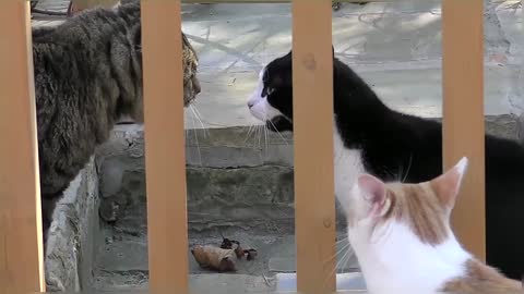 Funny & Cute Cat Compilation Video