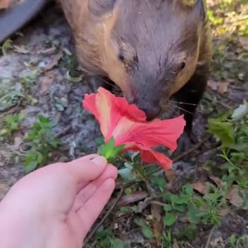 I had to bribe this beaver with flowers to be my friend