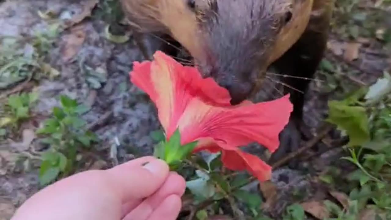 I had to bribe this beaver with flowers to be my friend