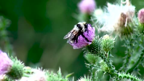 A bumblebee