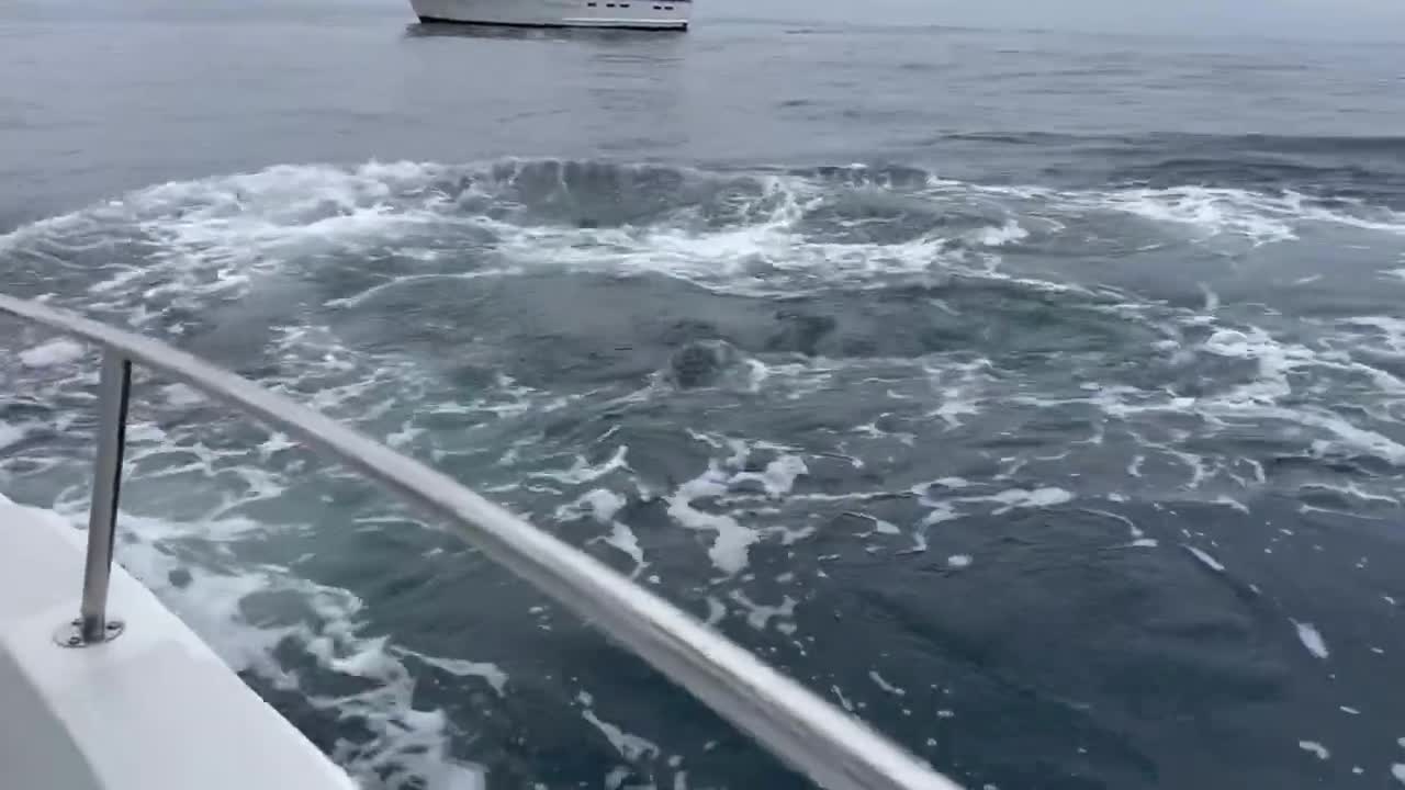 Humpback whale up close and personal