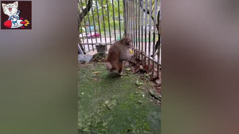 Funny Animal Video